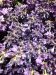 Lavender Food Recipes