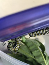 Raising Monarch Butterfly Caterpillers