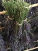 Lavender Growing and Harvesting