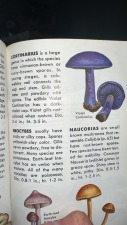 Mushroom Walk at NWP